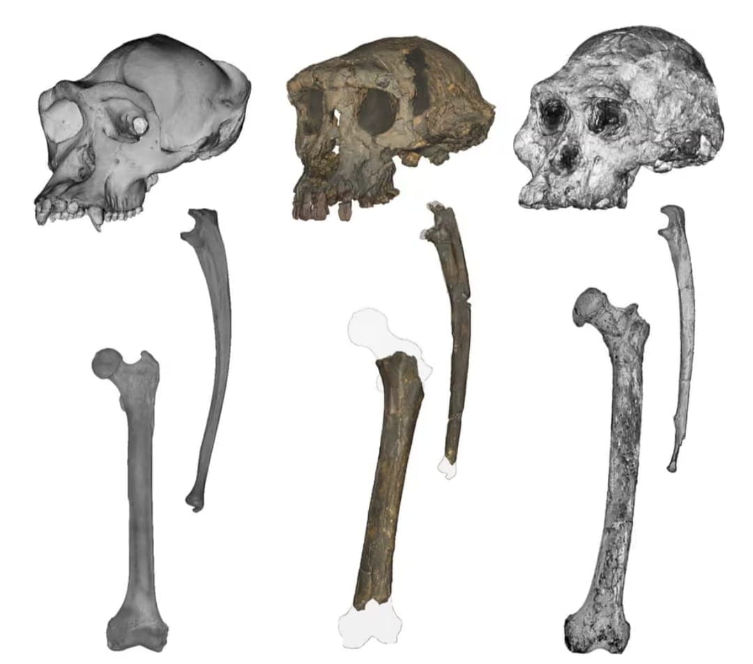 60ملین برس قبل دو ٹانگوں پر چلنے والی مخلوق کون تھی؟ نئی تحقیق میں ہوشربا انکشافات 