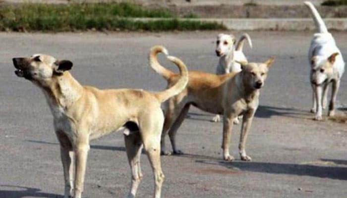 کراچی میں رواں سال کے صرف پہلے 5 دنوں میں کتوں نے 850 افرادکو کاٹ لیا