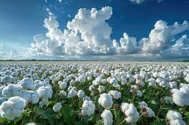 ملک میں روئی پھر مہنگی، 300 روپے فی من کا اضافہ