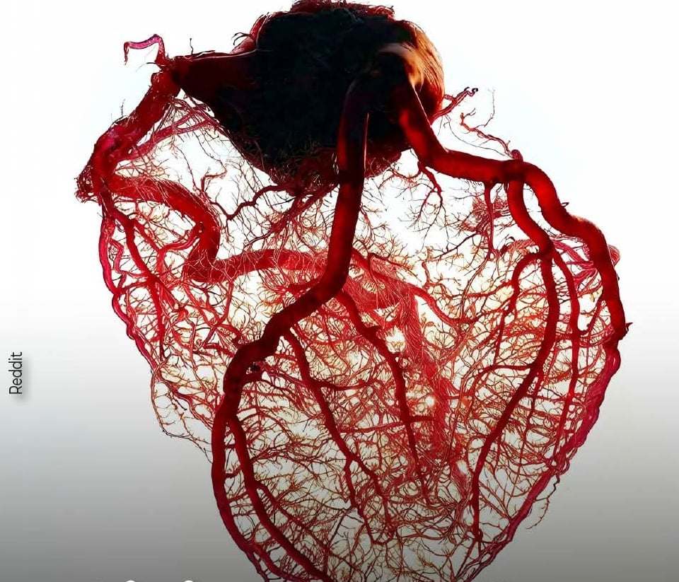 آپ کا دل کس طرح ہوتا ہے؟