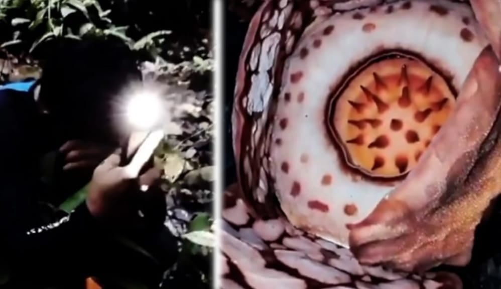 دنیا کا انتہائی نایاب پھول دوبارہ دریافت، یہ پھول اتنا اہم کیوں؟