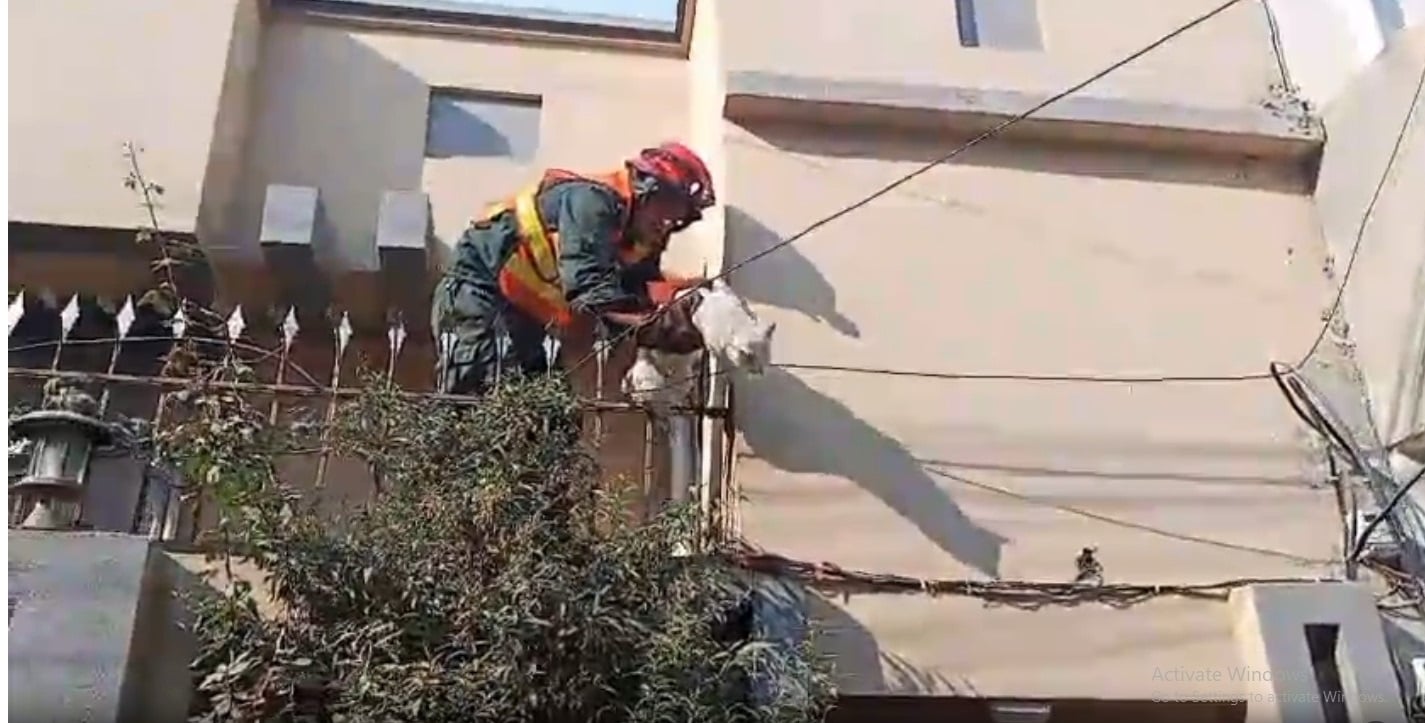 راولپنڈی میں بلی نے ریسکیو عملے کی دوڑیں لگوادیں