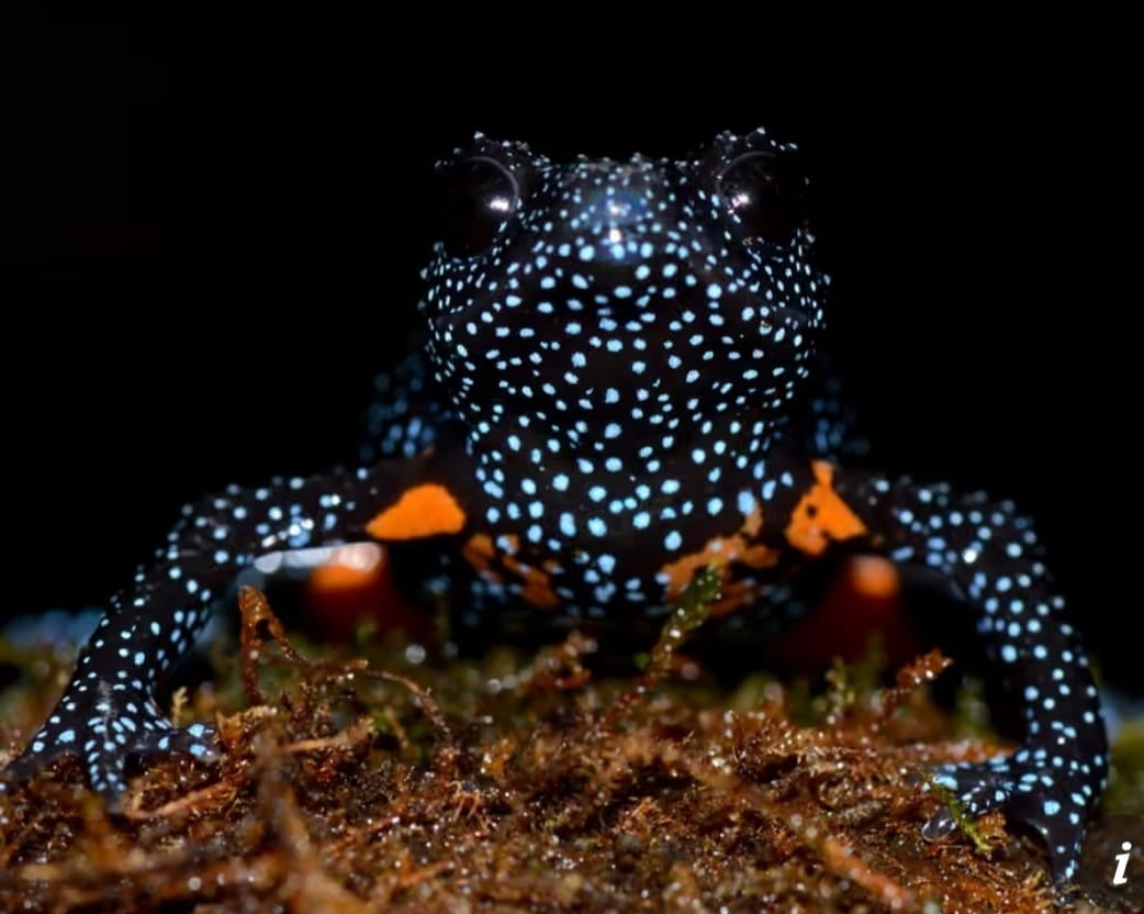 بھارت کے"جادوئی مینڈک"اپنی رہائش گاہوں سے غائب،ماہرین کو تشویش کھاگئی