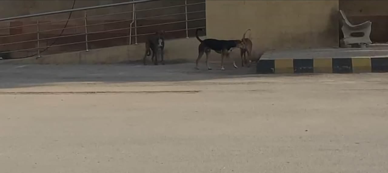 سندھ ہائی کورٹ کے احاطے میں آوارہ کتوں نے ڈیرے  ڈال دیے