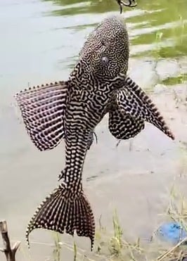 سکھر کے قریب جھیل سے ملنے والی عجیب و غریب ’مچھلی‘ دیکھ کر سب دنگ رہ گئے