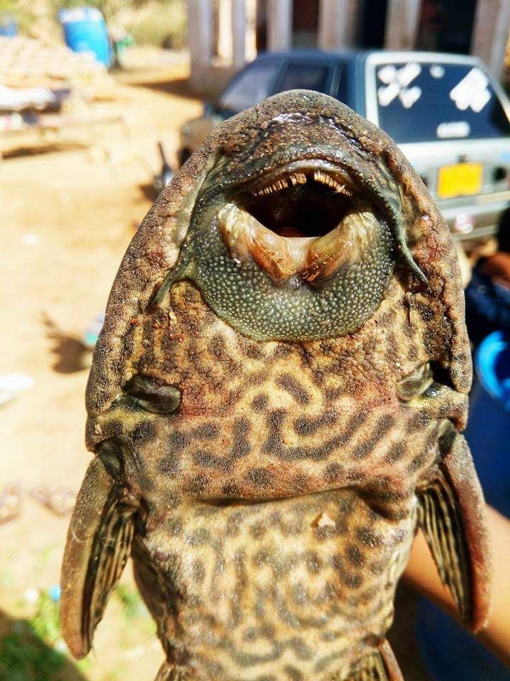 پاکستان میں سندھ اور پنجاب کے دریاؤں میں غیر مقامی مچھلیوں نے مقامی ایکو سسٹم کو خطرے میں ڈال دیا