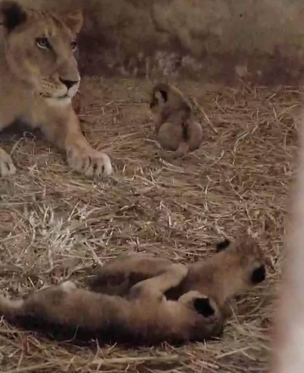 کراچی کے چڑیا گھر میں ننھے شیروں کی آمد