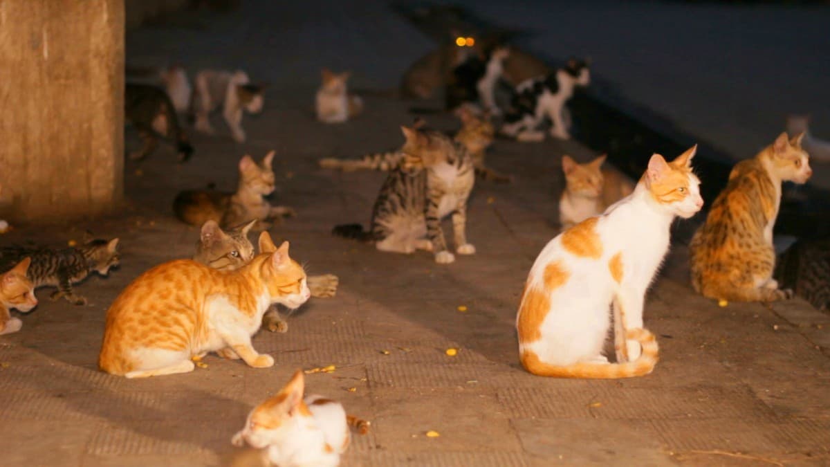 کراچی کی بلیاں بھی خطرناک، ایک ماہ میں 60 افراد کو کاٹ لیا