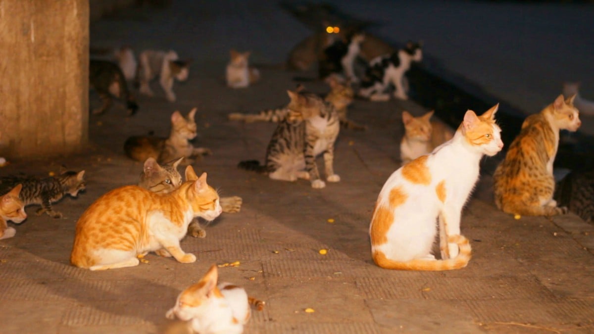 کراچی کی بلیاں بھی خطرناک، ایک ماہ میں 60 افراد کو کاٹ لیا