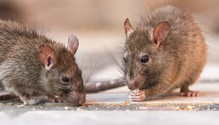 بھارت میں چوہے 200 کلو چرس کھا گئے‘، منشیات اسمگلنگ کے مقدمے میں مرکزی ملزم رہا